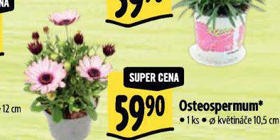 OSTEOSPERMUM