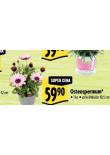 OSTEOSPERMUM