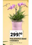 PHALAENOPSIS
