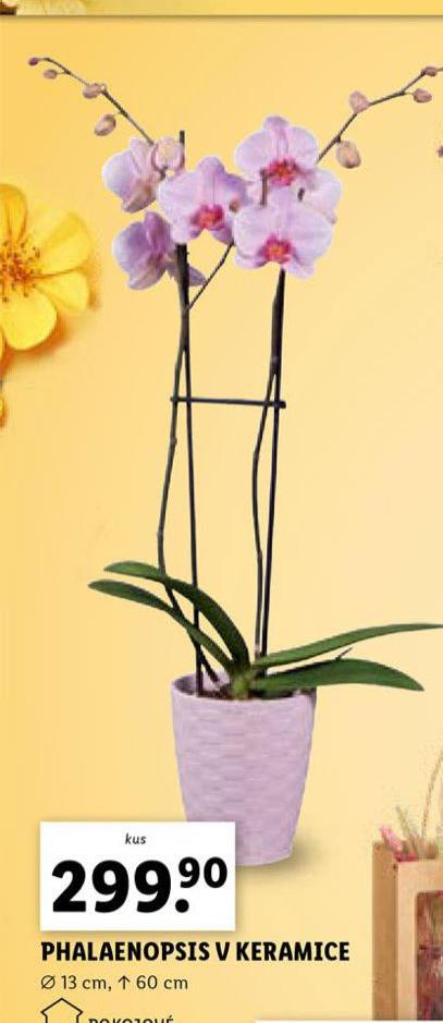 PHALAENOPSIS