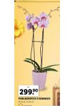 PHALAENOPSIS