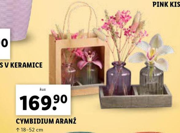 CYMBIDIUM ARAN