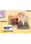 CYMBIDIUM ARAN