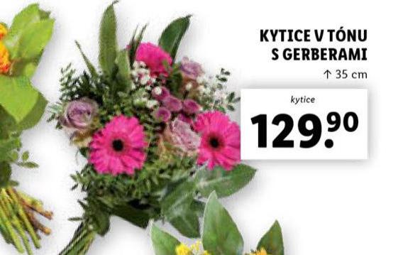 KYTICE V TNU S GERBERAMI