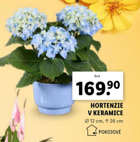HORTENZIE V KERAMICE