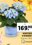 HORTENZIE V KERAMICE