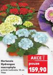 HORTENZIE HYDRANGEA MACROPHYLA