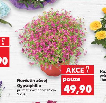 NEVSTIN ZVOJ GYPSOPHILLA