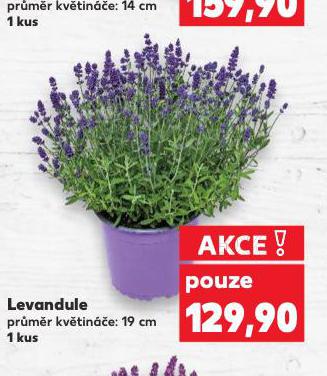 LEVANDULE