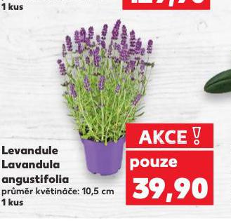 LEVANDULE
