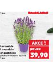 LEVANDULE