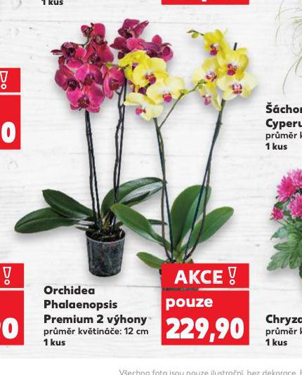 ORCHIDEA - PHALAENOPSIS