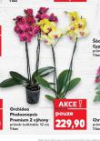 ORCHIDEA - PHALAENOPSIS