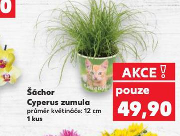 CHOR CYPERUS ZUMULA