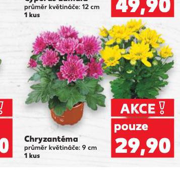 CHRYZANTMA