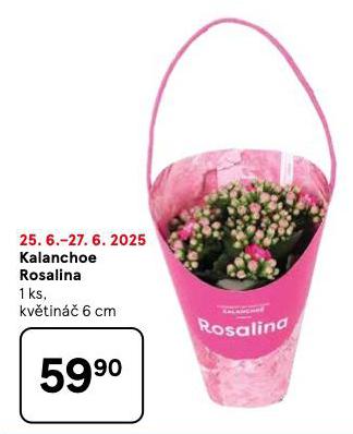KALANCHOE ROSALINA
