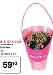 KALANCHOE ROSALINA