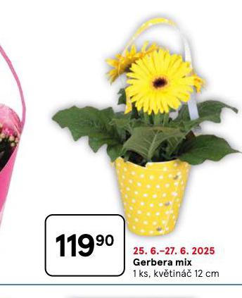 GERBERA MIX