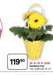 GERBERA MIX