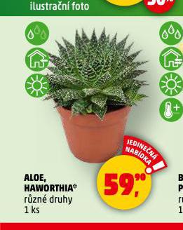 ALOE
