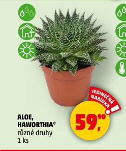 HAWORTHIA