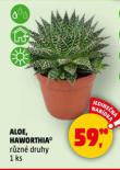 HAWORTHIA