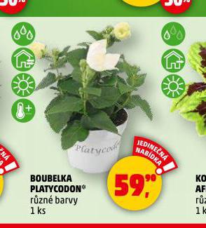 BOUBELKA PLATYCODON