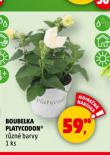 BOUBELKA PLATYCODON