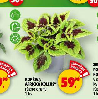 KOPIVA AFRICK KOLEUS