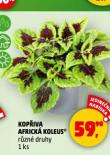 KOPIVA AFRICK KOLEUS