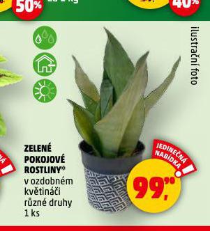 ZELEN POKOJOV ROSTLINY
