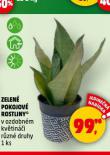 ZELEN POKOJOV ROSTLINY