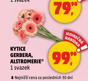 KYTICE GERBERA