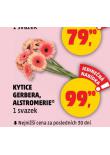 KYTICE GERBERA