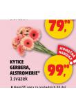 KYTICE ALSTROMERIE