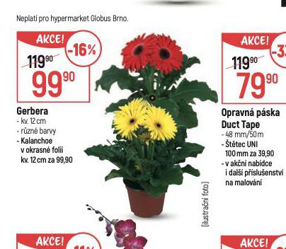 GERBERA