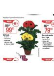 GERBERA