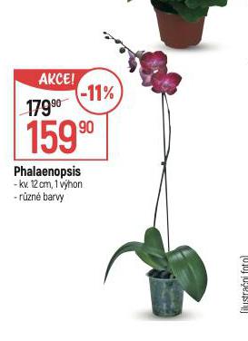 ORCHIDEA - PHALAENOPSIS