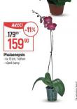 ORCHIDEA - PHALAENOPSIS