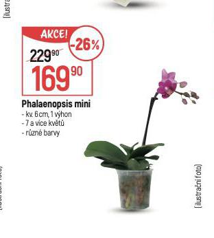 ORCHIDEA - PHALAENOPSIS MINI