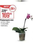ORCHIDEA - PHALAENOPSIS MINI