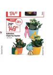KALANCHOE