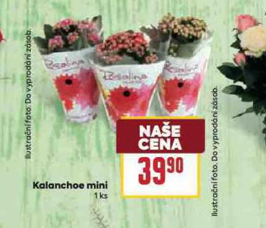 KALANCHOE MINI