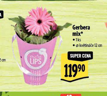 GERBERA MIX
