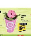 GERBERA MIX