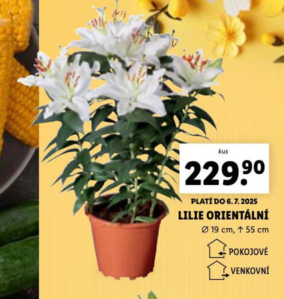 LILIE ORIENTLN