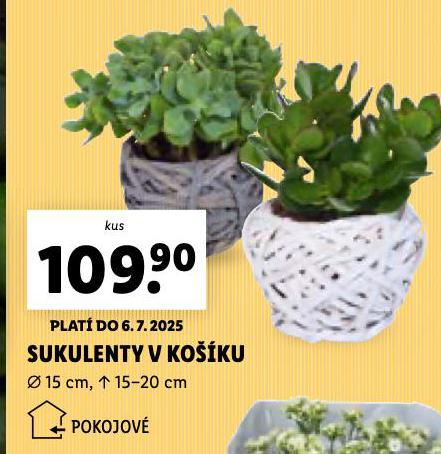 SUKULENTY 
