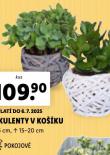 SUKULENTY 