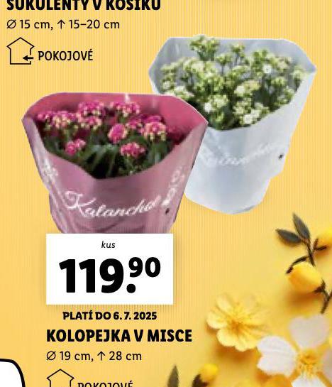 KOLOPEJKA V MISCE