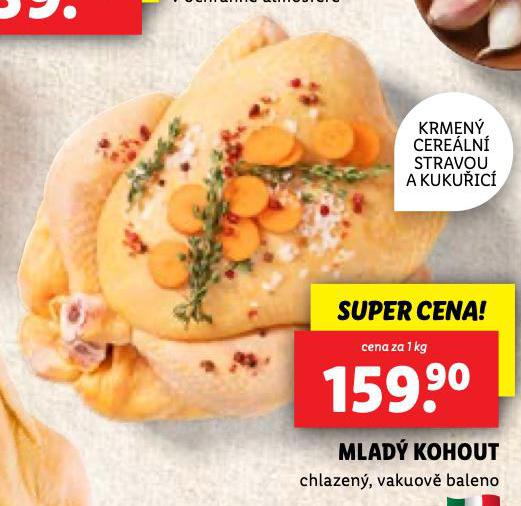 MLAD KOHOUT